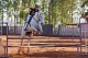 О программе развития Федерации конного спорта Приморского края